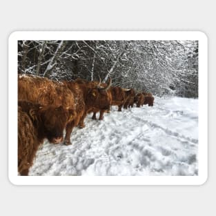 Scottish Highland Cattle Cows and Calves 1701 Sticker